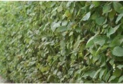 Haagbeuk In Pot (Carpinus Betulus) H 80-100 Cm