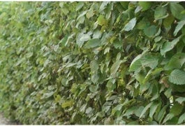 Haagbeuk In Pot (Carpinus Betulus) H 80-100 Cm 3 Haagbeuk In Pot (Carpinus Betulus) H 80-100 Cm