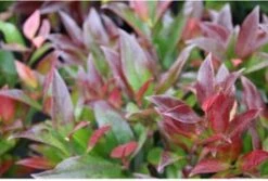 Leucothoe (Leucothoe 'Zeblid') H 20-25 Cm