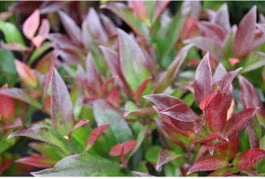 Leucothoe (Leucothoe 'Zeblid') H 20-25 Cm 3 Leucothoe (Leucothoe 'Zeblid') H 20-25 Cm