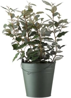 Olijfwilg (Elaeagnus Ebbingei 'Compacta') H 40-60 Cm