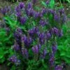 Siersalie (Salvia Nemorosa 'Marcus') D 9 H 10 Cm -Tuin Planten Winkel 8720196156825 1