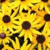 Zonnehoed (Rudbeckia Fulgida 'Little Goldstar') D 9 H 10 Cm -Tuin Planten Winkel 8720196156832 1