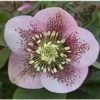 Nieskruid (Helleborus Orientalis 'Spotted Hybrids') D 9 H 10 Cm -Tuin Planten Winkel 8720196156849 1