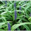 Leliegras (Liriope 'Gold Banded') D 9 H 15 Cm -Tuin Planten Winkel 8720196156863