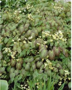 Elfenbloem (Epimedium Versicolor 'Sulphureum) D 9 H 10 Cm