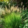 Lampepoetsersgras (Pennisetum Alopecuroides 'Little Bunny') D 17 H 15 Cm -Tuin Planten Winkel 8720196157341 0