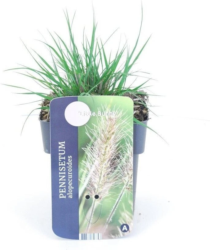 Lampepoetsersgras (Pennisetum Alopecuroides 'Little Bunny') D 17 H 15 Cm 4 Lampepoetsersgras (Pennisetum Alopecuroides 'Little Bunny') D 17 H 15 Cm - Afbeelding 2