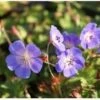 Ooievaarsbek (Geranium 'Rozanne') D 17 H 10 Cm -Tuin Planten Winkel 8720196157471