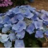 Hortensia (Hydrangea Macrophylla 'Bodensee') D 17 H 30 Cm -Tuin Planten Winkel 8720196157501 1