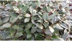 Olijfwilg (Elaeagnus Ebbingei) H 60-80 Cm 5 Olijfwilg (Elaeagnus Ebbingei) H 60-80 Cm -Tuin Planten Winkel 8720196157518 1