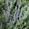 Reuzen Lavendel (Perovskia Atriplicifolia 'Blue Spire') D 19 H 30 Cm -Tuin Planten Winkel 8720196157655 1