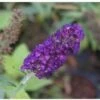 Vlinderstruik (Buddleja Davidii 'Black Knight') H 30-40 Cm -Tuin Planten Winkel 8720196157686