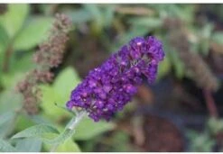 Vlinderstruik (Buddleja Davidii 'Black Knight') H 30-40 Cm