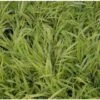 Goudbandgras (Hakonechloa Macra 'Aureola') D 9 H 10 Cm -Tuin Planten Winkel 8720196157747 1