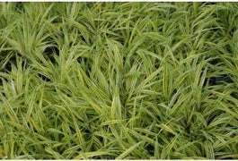 Goudbandgras (Hakonechloa Macra 'Aureola') D 9 H 10 Cm 3 Goudbandgras (Hakonechloa Macra 'Aureola') D 9 H 10 Cm