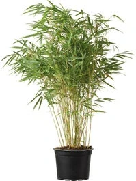 Bamboe (Fargesia Murieliae 'Super Jumbo') H 50-60 Cm