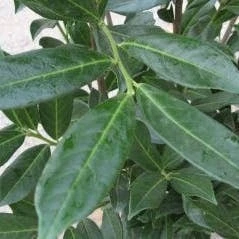 Laurierkers (Prunus Laurocerasus 'Caucasica') H 80-100 Cm