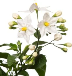 Nachtschade In Hangpot (Solanum Jasminoides) D 27 H 40 Cm -Tuin Planten Winkel 8720196252244 2