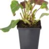 Schoenlappersplant (Bergenia 'Winterglöd') D 9 H 10 Cm 2 Schoenlappersplant (Bergenia 'Winterglöd') D 9 H 10 Cm -Tuin Planten Winkel 8720196362356 1