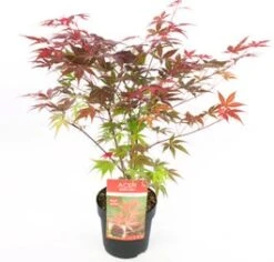 Japanse Esdoorn (Acer Palmatum 'Atropurpureum') H 125-150 Cm