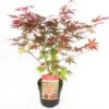 Japanse Esdoorn (Acer Palmatum 'Atropurpureum') H 150-175 Cm -Tuin Planten Winkel 8720196468454