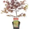 Japanse Esdoorn (Acer Palmatum 'Bloodgood') H 125-150 Cm -Tuin Planten Winkel 8720196468478