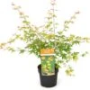 Japanse Esdoorn (Acer Palmatum 'Katsura') H 100-125 Cm -Tuin Planten Winkel 8720196468485