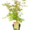 Japanse Esdoorn (Acer Palmatum 'Sangokaku') H 100-125 Cm -Tuin Planten Winkel 8720196468492