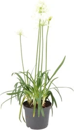 Afrikaanse Lelie (Agapanthus Africanus 'Albus') H 10 Cm