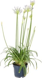 Afrikaanse Lelie (Agapanthus 'Blue Storm') H 10 Cm