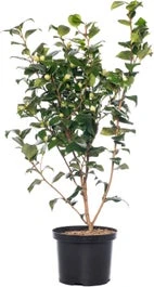 Japanse Roos (Camellia Japonica 'Perfection White') H 80-100 Cm