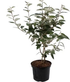 Olijfwilg (Elaeagnus Ebbingei) H 125-150 Cm