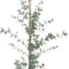 Gomboom (Eucalyptus Gunnii) H 80-100 Cm -Tuin Planten Winkel 8720196468669