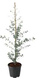 Gomboom (Eucalyptus Gunnii) H 80-100 Cm