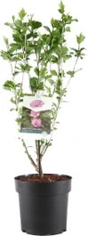 Chinese Roos (Hibiscus Syriacus 'Purple Ruffles') H 80-100 Cm -Tuin Planten Winkel 8720196468713