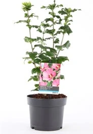 Chinese Roos (Hibiscus Syriacus 'Woodbridge') H 80-100 Cm