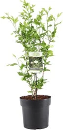 Chinese Roos (Hibiscus Syriacus 'White Chiffon') H 80-100 Cm