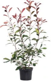 Glansmispel (Photinia X Fraseri 'Red Robin') H 30-40 Cm