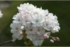 Japanse Sierkers (Prunus Serrulata 'Amanogawa') H 100-125 Cm