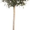 Olijfboom (Olea Europaea) H 100 Cm -Tuin Planten Winkel 8720196468911