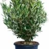 Olijfboom (Olea Europaea) Struik H 125-150 Cm -Tuin Planten Winkel 8720196468935
