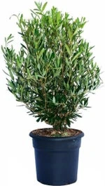 Olijfboom (Olea Europaea) Struik H 125-150 Cm