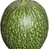 Vijgeblad Pompoen (Cucurbita) D 15 Cm