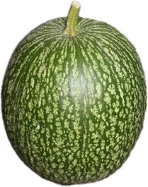Vijgeblad Pompoen (Cucurbita) D 15 Cm
