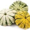 Pompoen (Cucurbita 'Patisson') D 12,5 Cm -Tuin Planten Winkel 8720196500802 0