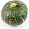 Pompoen (Cucurbita 'Sweet Mama') D 17,5 Cm