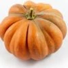 Muskaatpompoen (Cucurbita 'Muscat De Provence') D 30 Cm -Tuin Planten Winkel 8720196501434 0