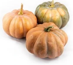 Muskaatpompoen (Cucurbita 'Muscat De Provence') D 20 Cm