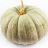 Pompoen (Cucurbita 'Jarrahdale') D 30 Cm -Tuin Planten Winkel 8720196501571 0
